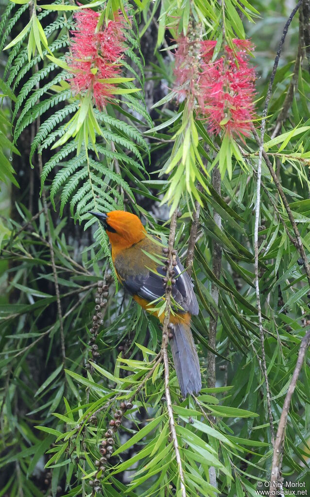 Oriole à gros bec