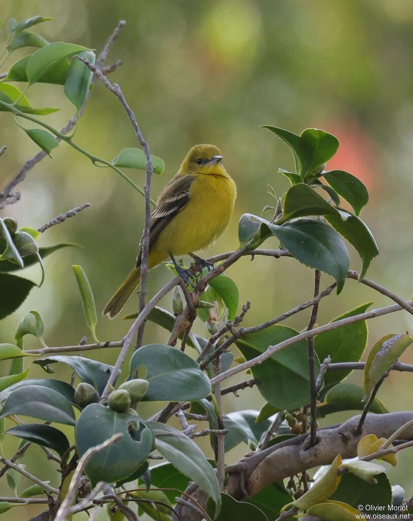 Oriole des vergers femelle