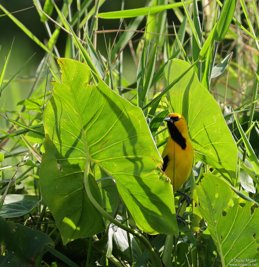 Oriole jaune