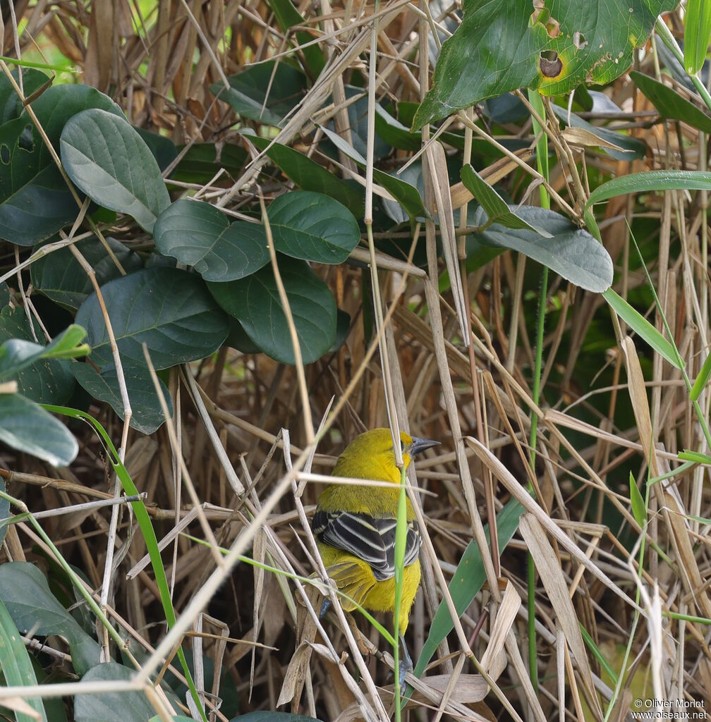 Oriole jaunejuvénile