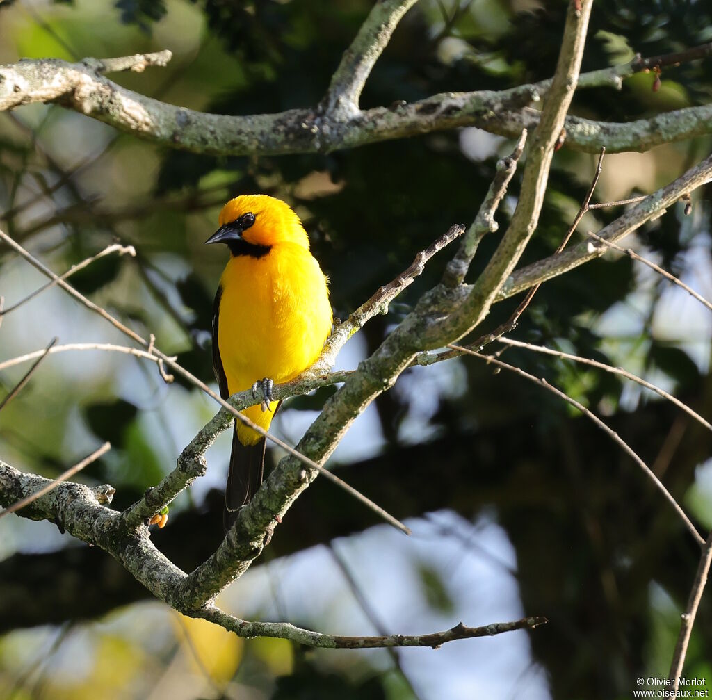 Oriole jaune