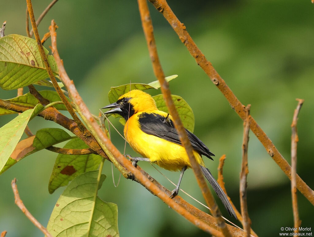 Oriole noir et or