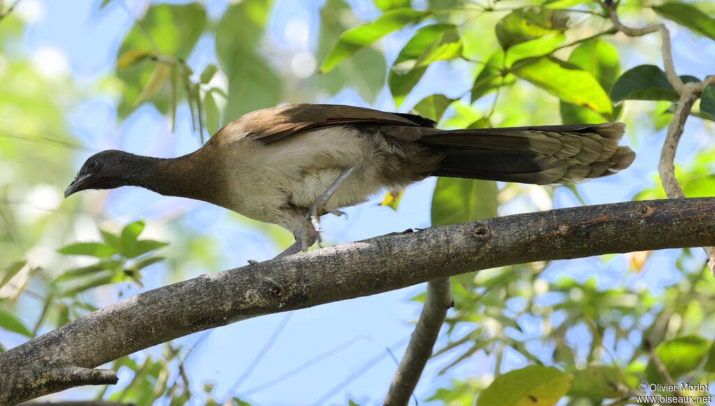 Ortalide à tête grise