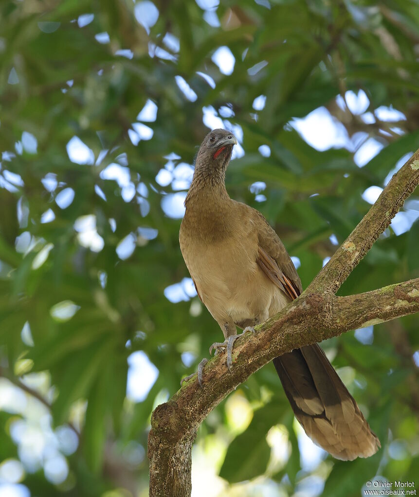 Ortalide à tête grise