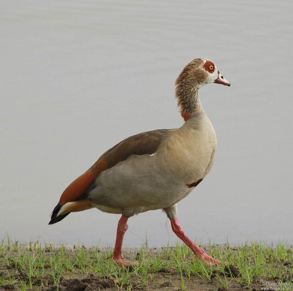 Egyptian Goose