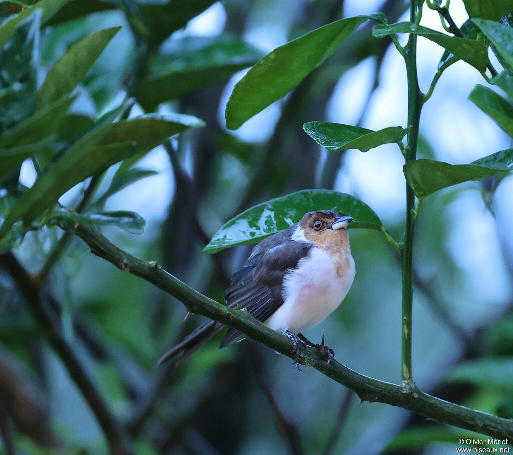Paroare rougecapimmature