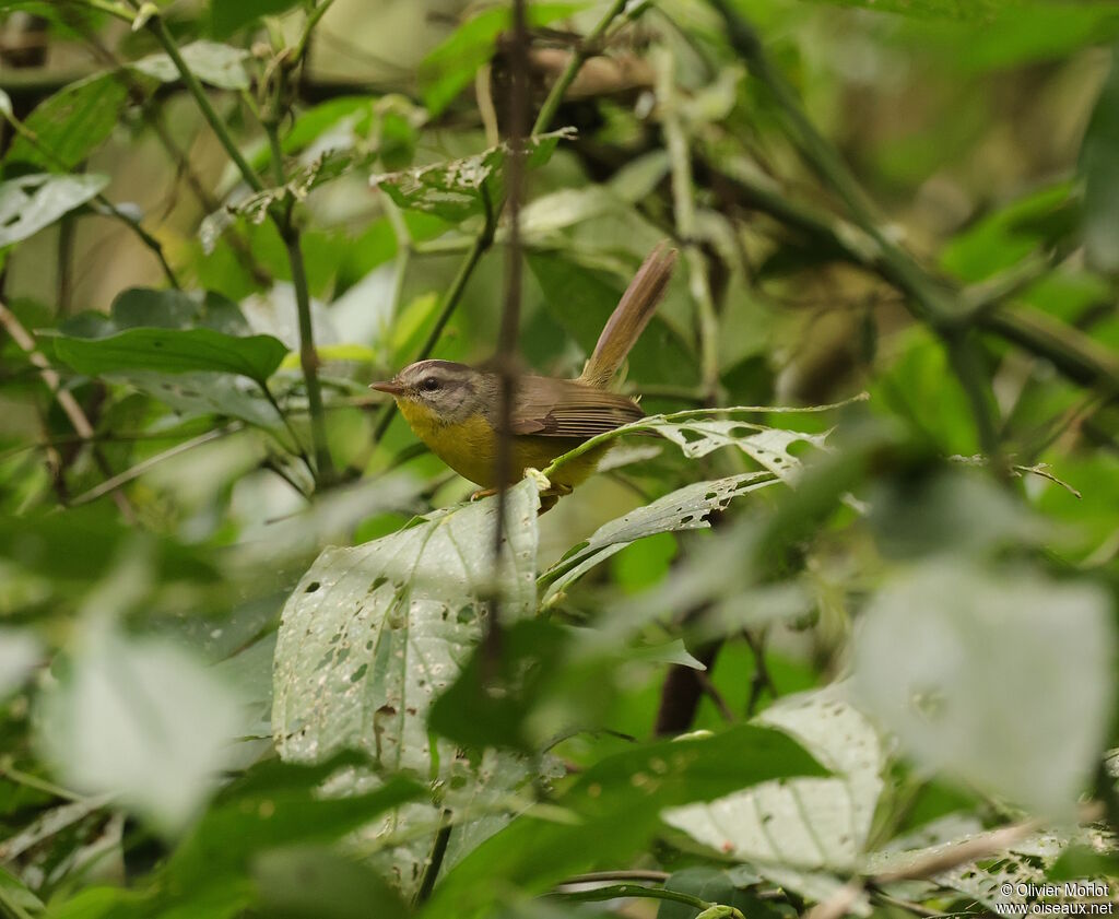 Paruline à couronne dorée