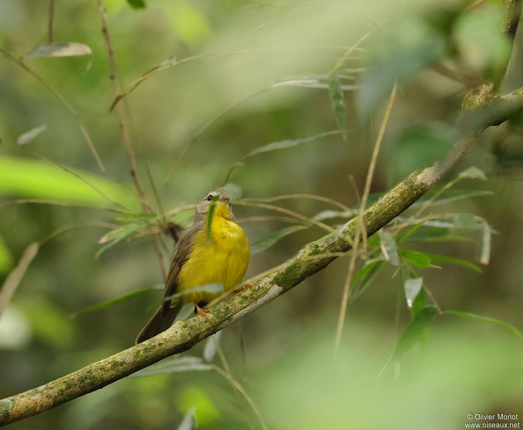 Golden-crowned Warbler
