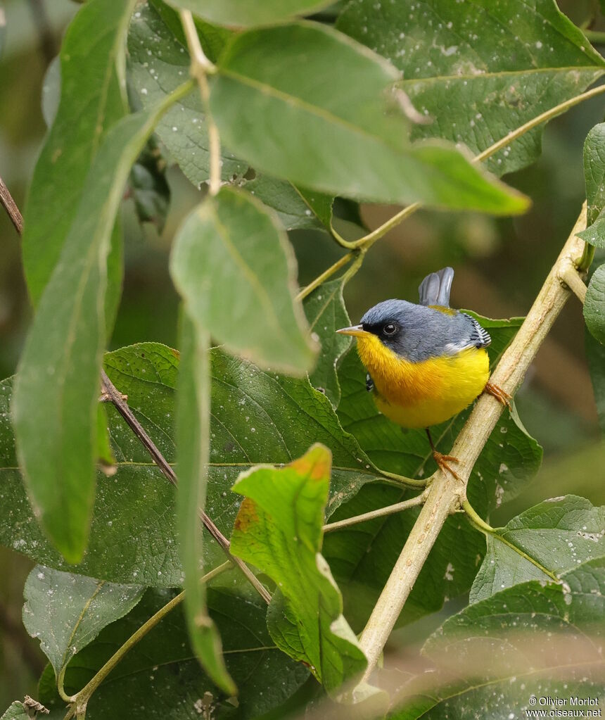 Tropical Parula male