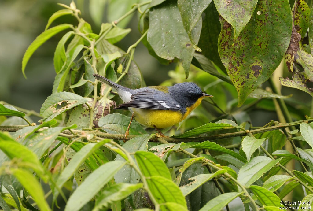 Tropical Parula male
