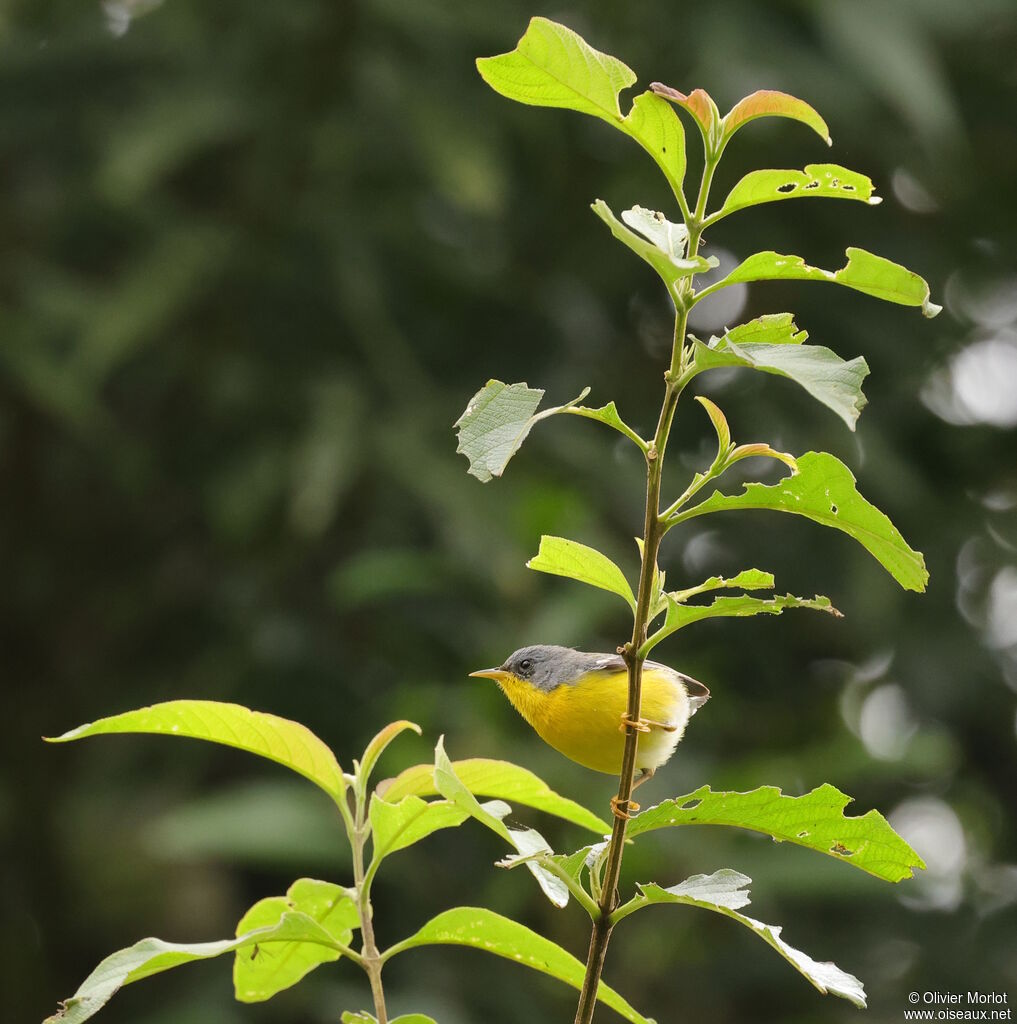 Tropical Parula female
