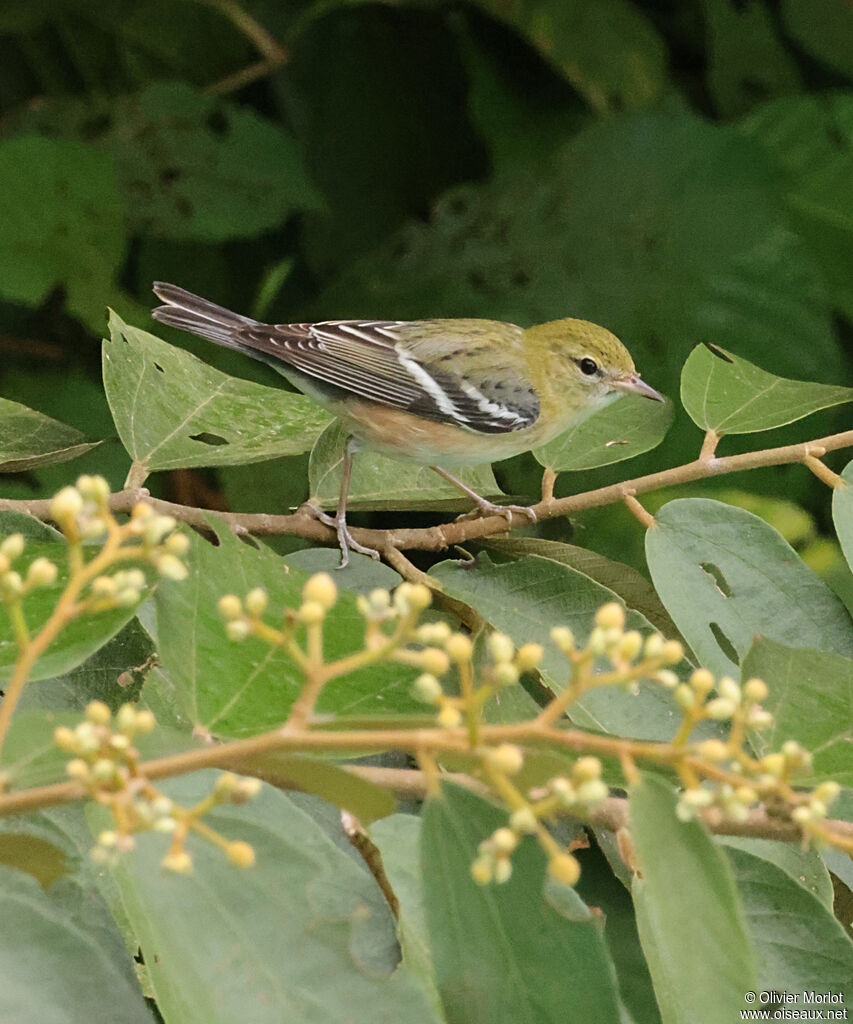 Bay-breasted Warbler female