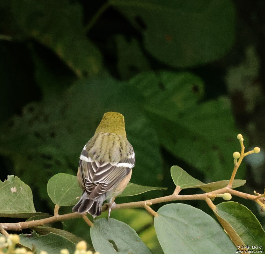 Bay-breasted Warbler female