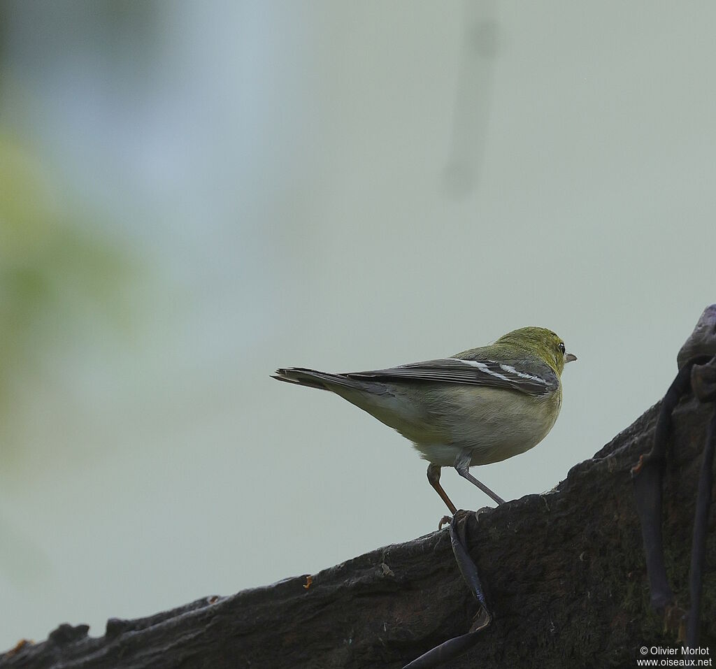Paruline à poitrine baie femelle immature