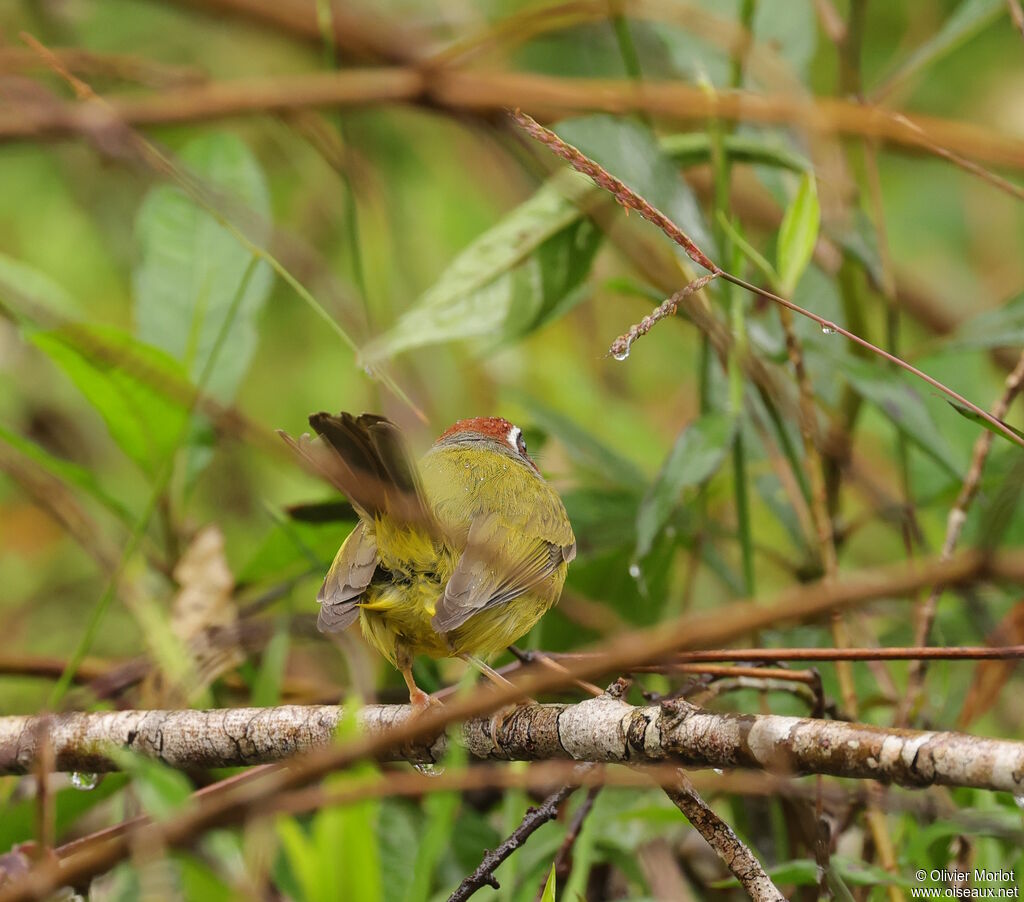 Chestnut-capped Warbler