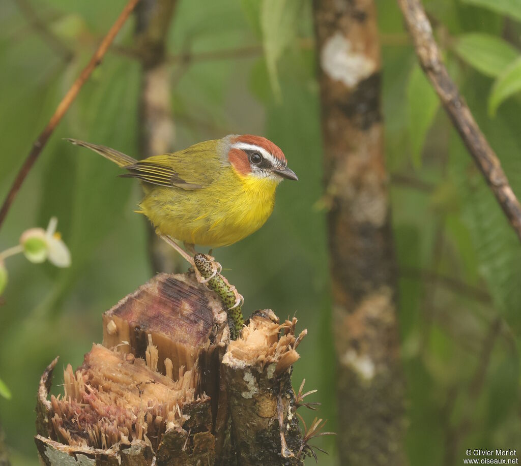 Paruline de Delattre