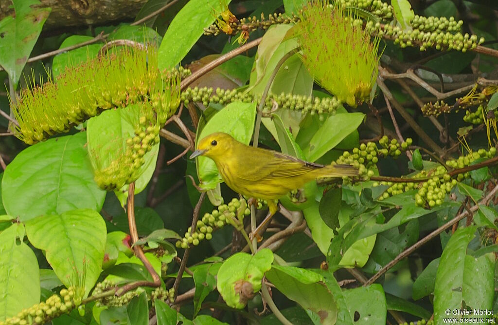 American Yellow Warbler