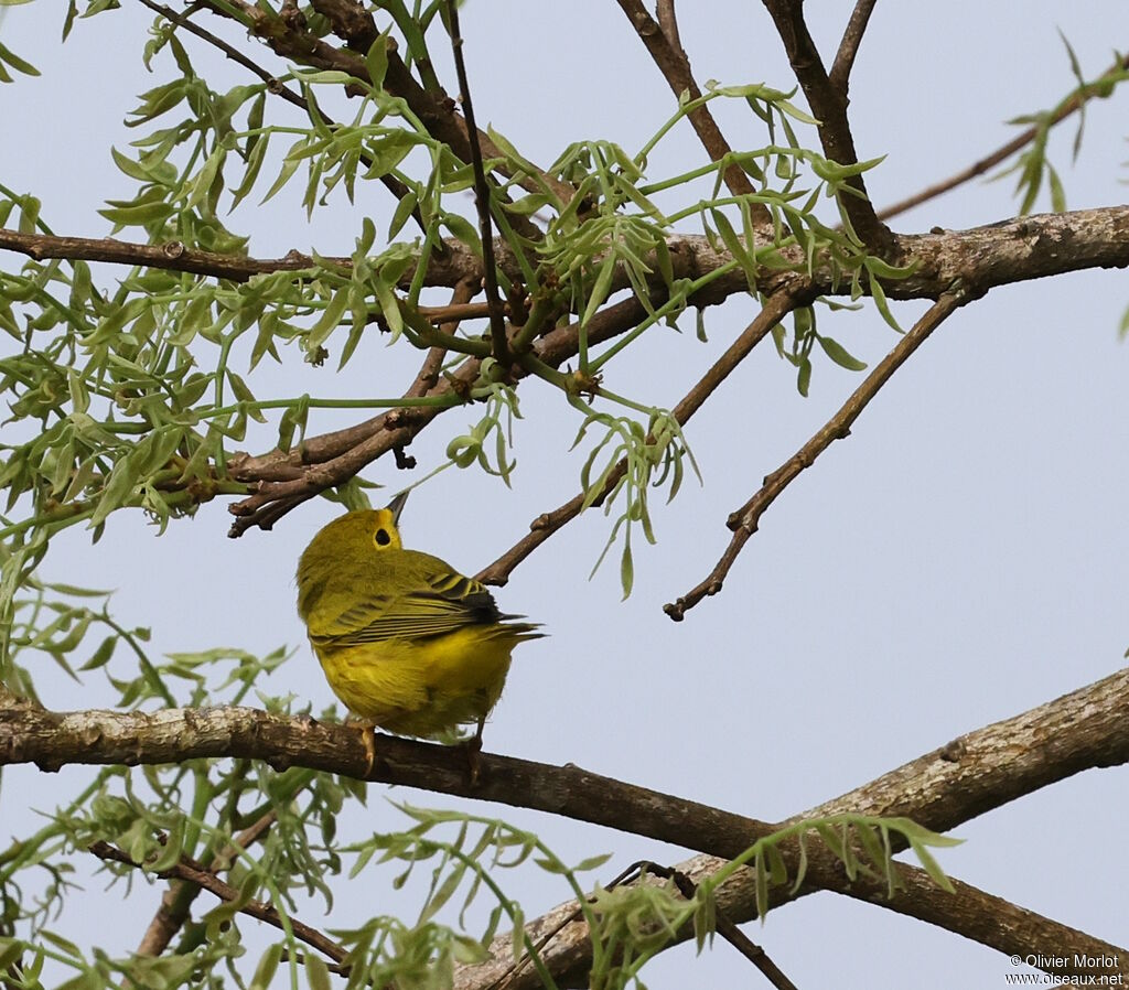 American Yellow Warbler