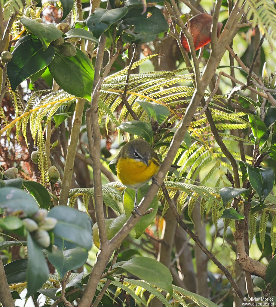 Yellow-breasted Chat