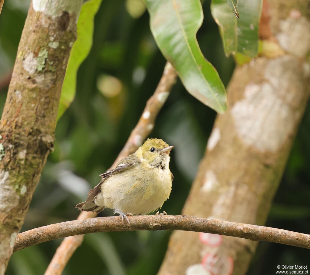 Paruline rayéejuvénile
