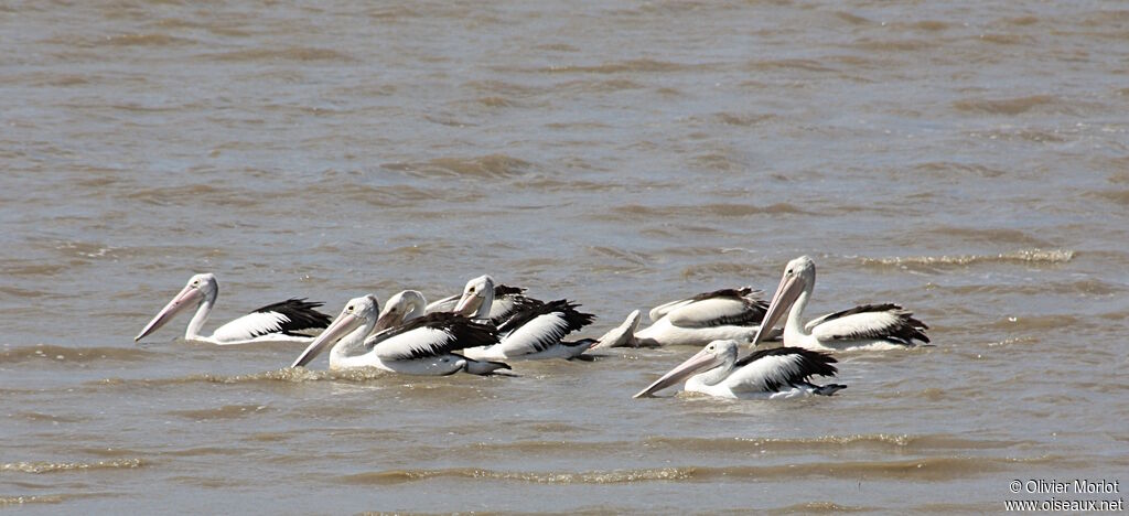 Australian Pelican