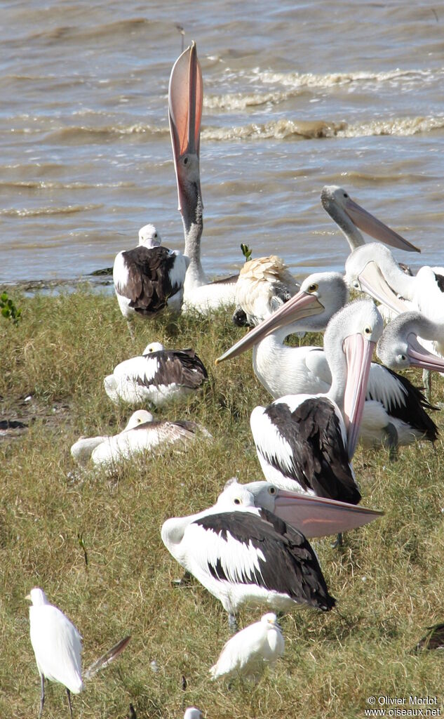 Australian Pelican