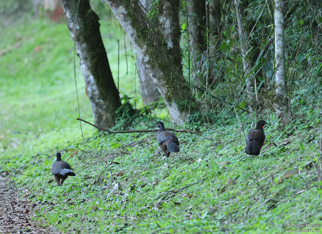 Rusty-margined Guan