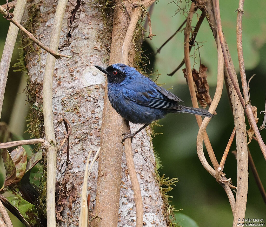 Masked Flowerpiercer