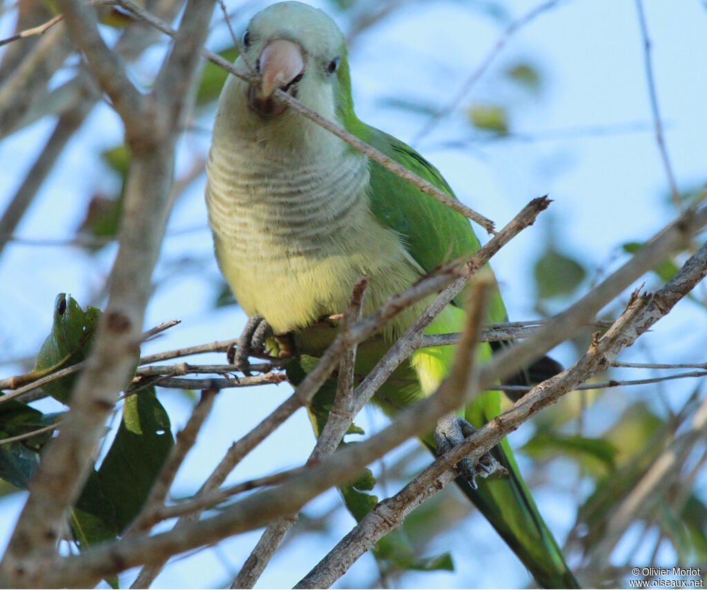 Monk Parakeet