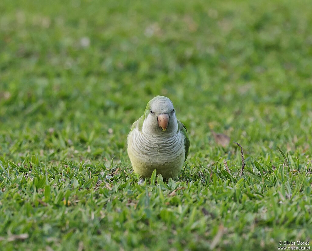 Monk Parakeet