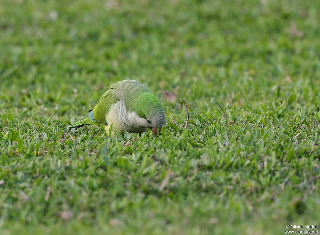 Monk Parakeet