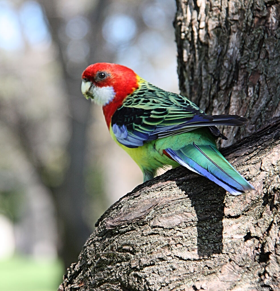 Eastern Rosella