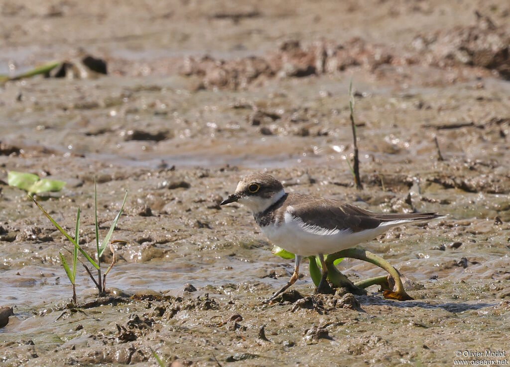 Little Ringed Plover