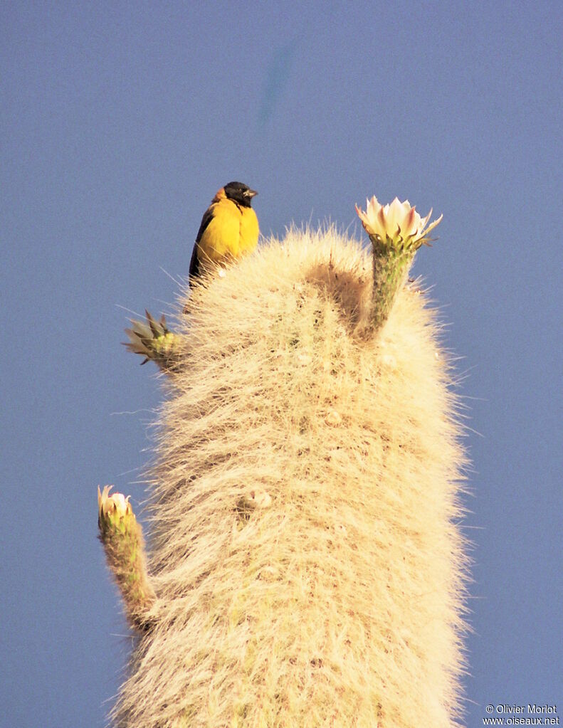 Phrygile à tête noire mâle