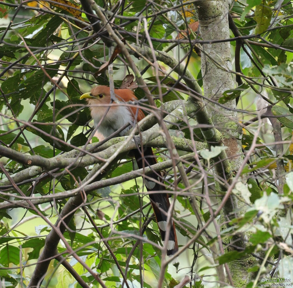 Squirrel Cuckoo