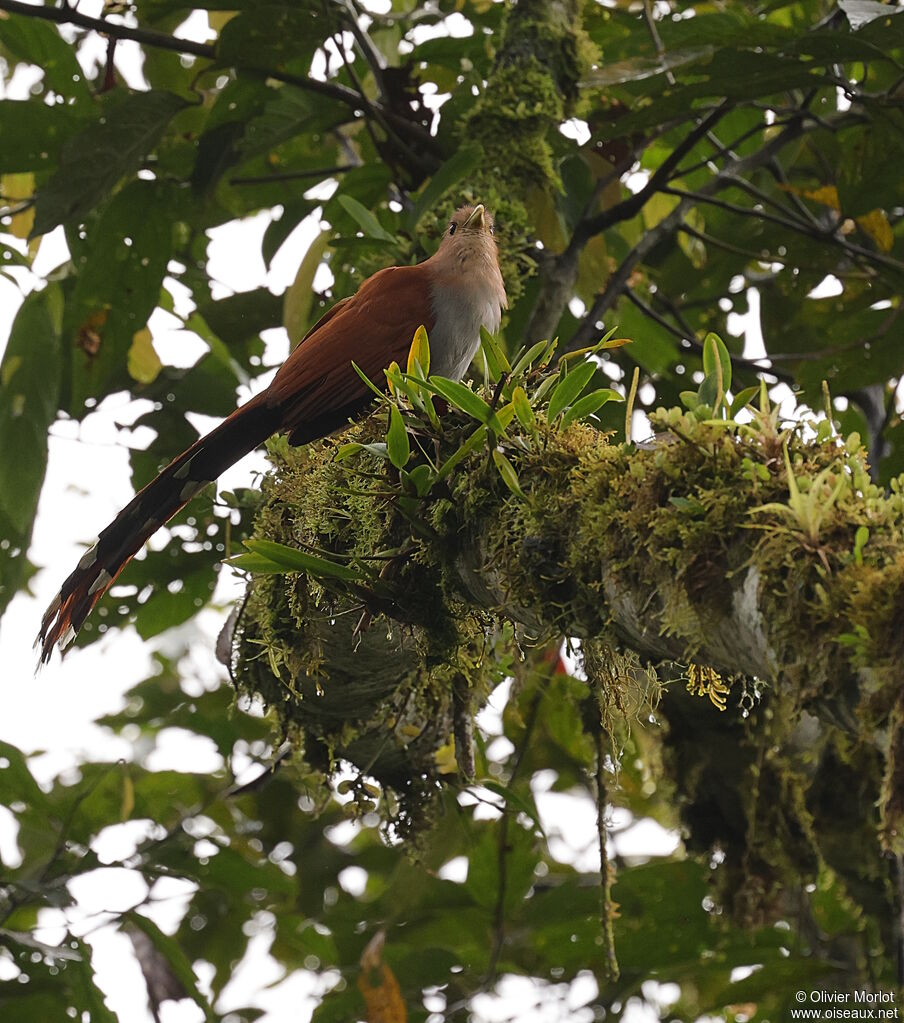 Squirrel Cuckoo