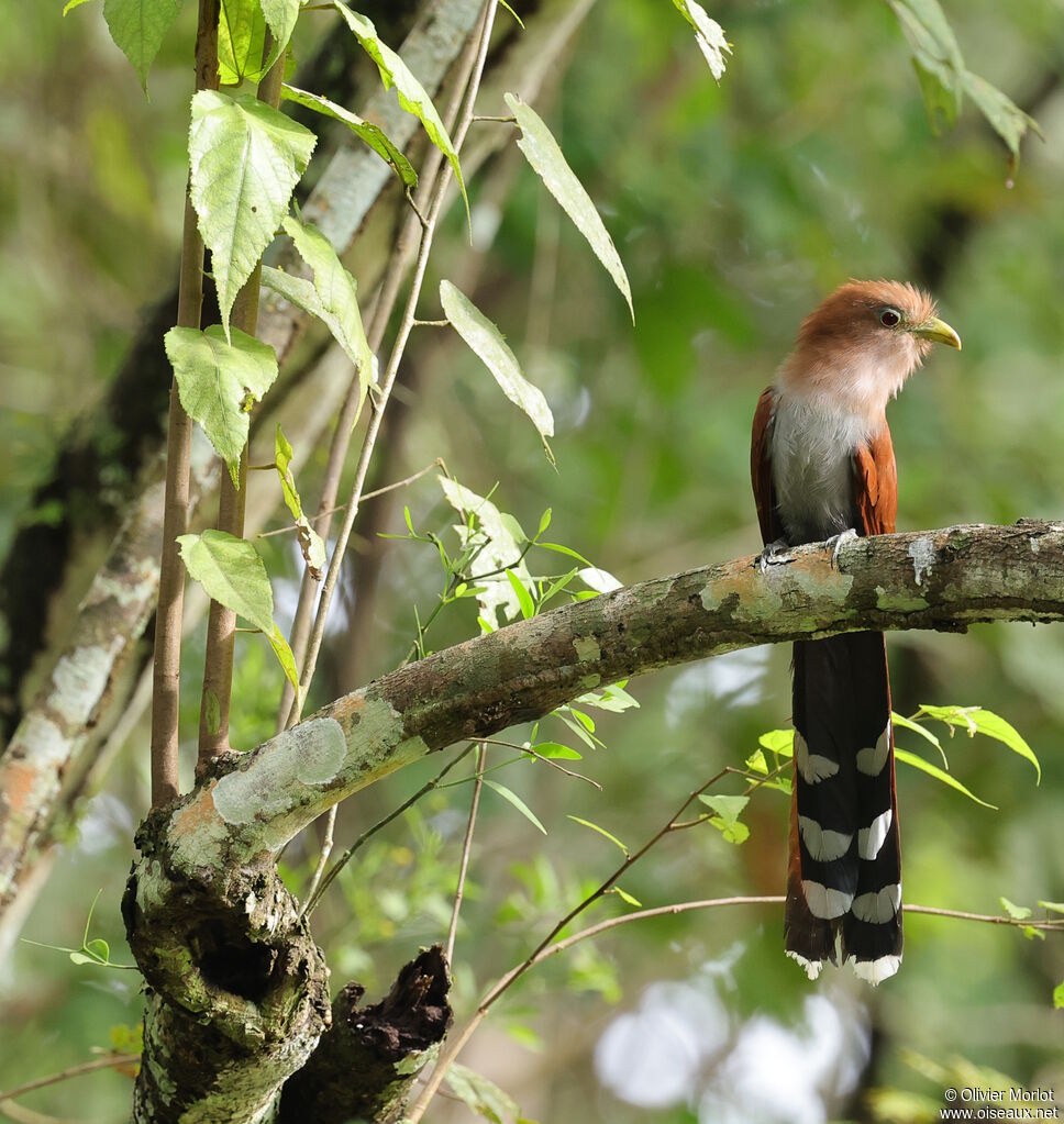 Squirrel Cuckoo