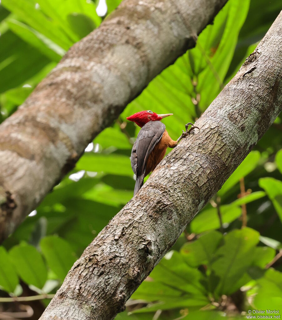 Pic à cou rouge mâle