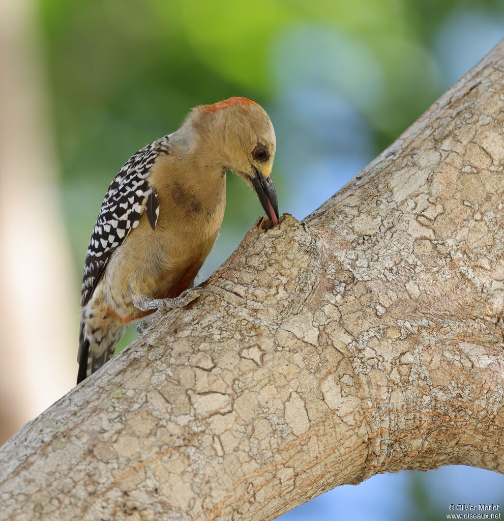 Pic à couronne rouge femelle