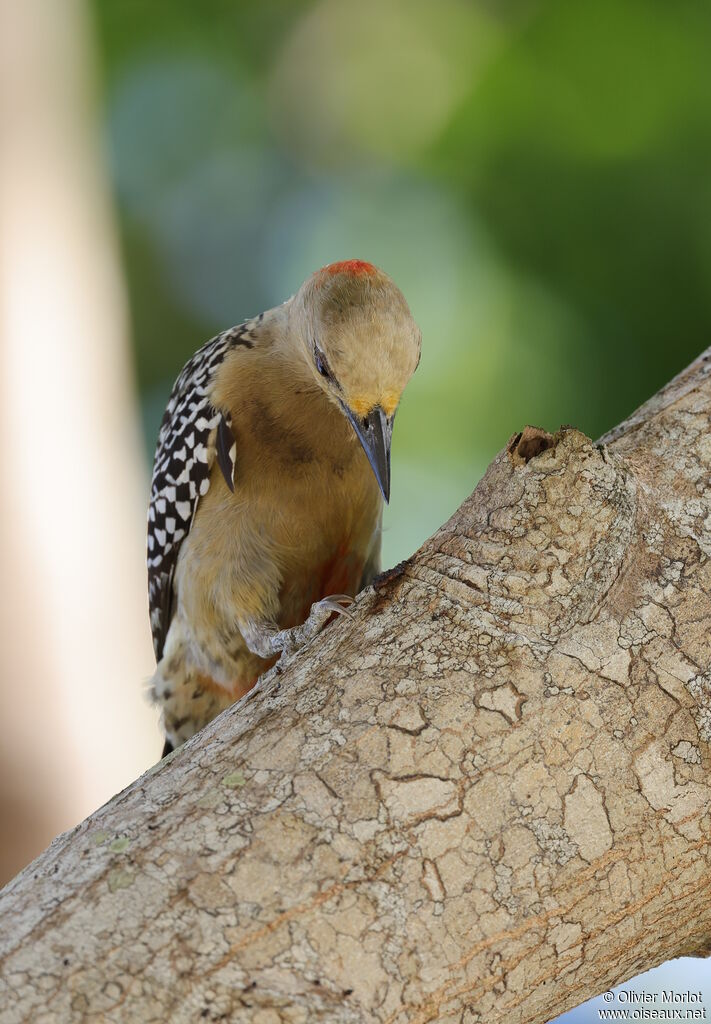 Pic à couronne rouge femelle
