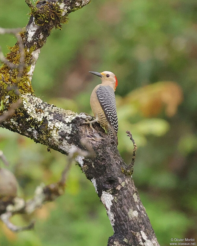 Golden-fronted Woodpecker