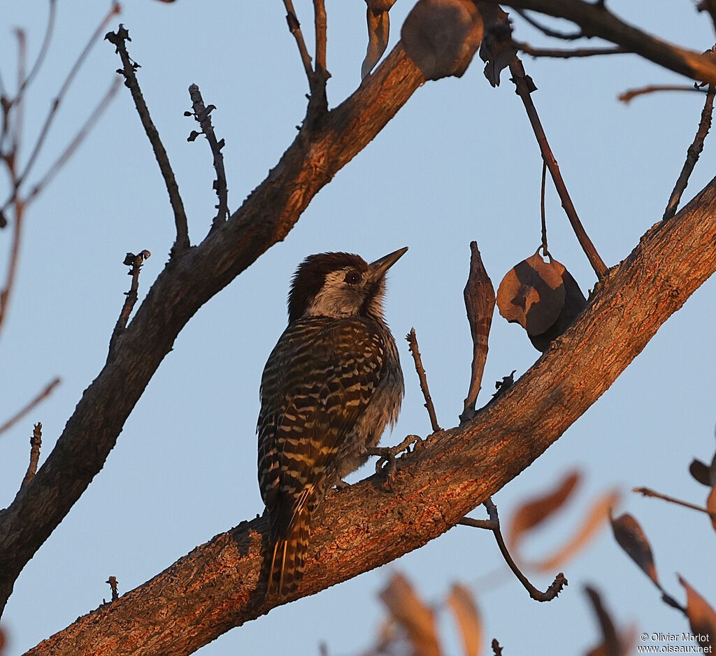 Cardinal Woodpecker female