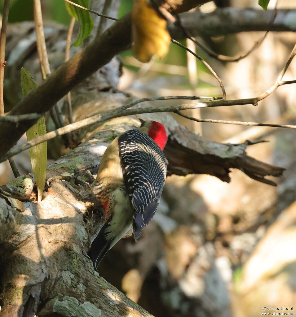 Yucatan Woodpecker