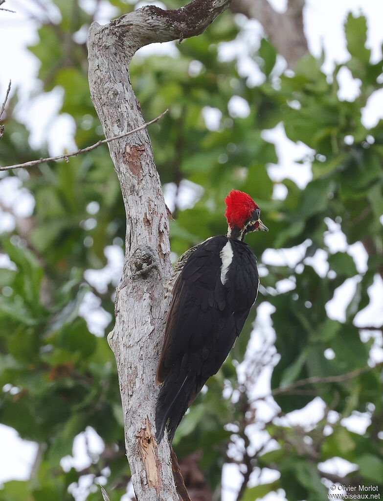 Lineated Woodpecker male