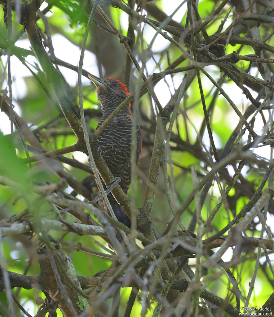 Blood-colored Woodpecker