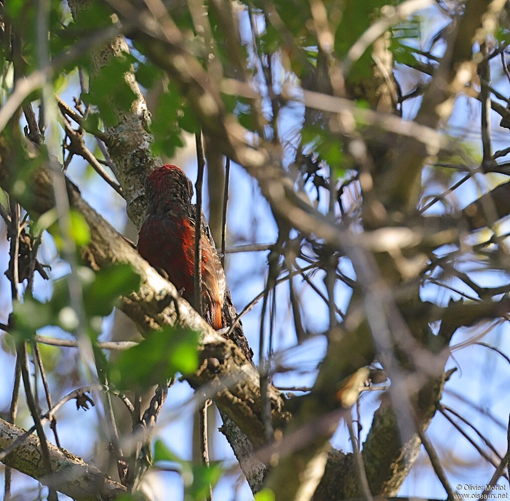 Blood-colored Woodpecker