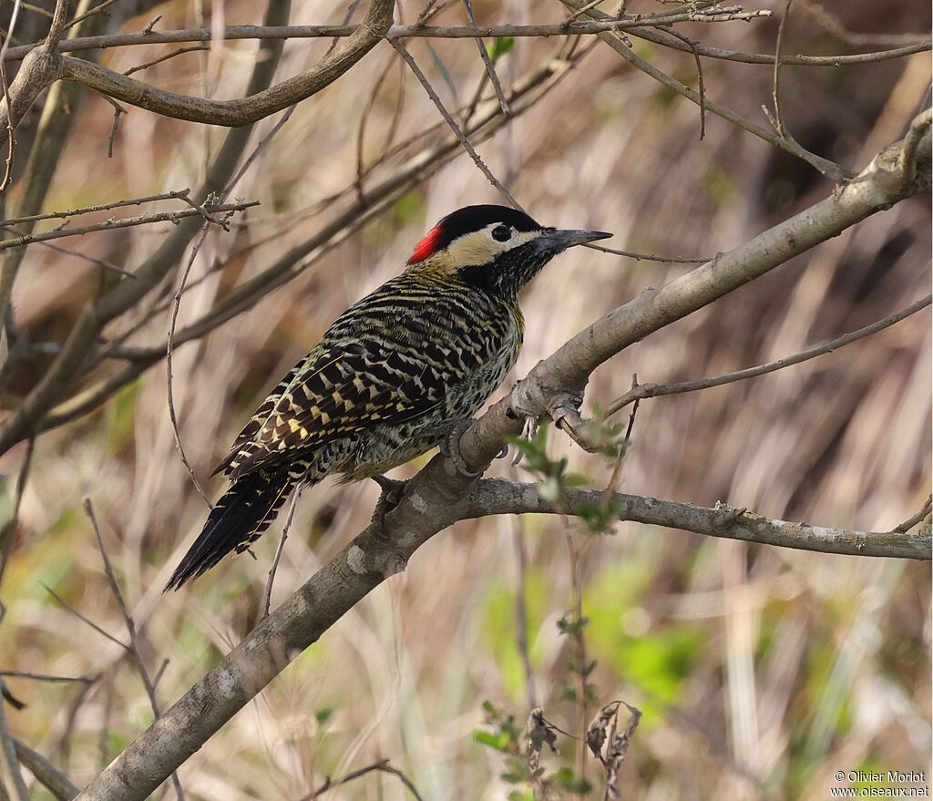 Green-barred Woodpecker female