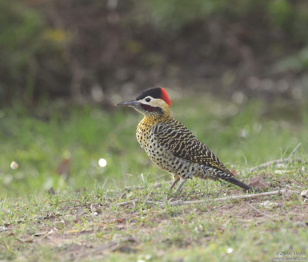 Green-barred Woodpecker male