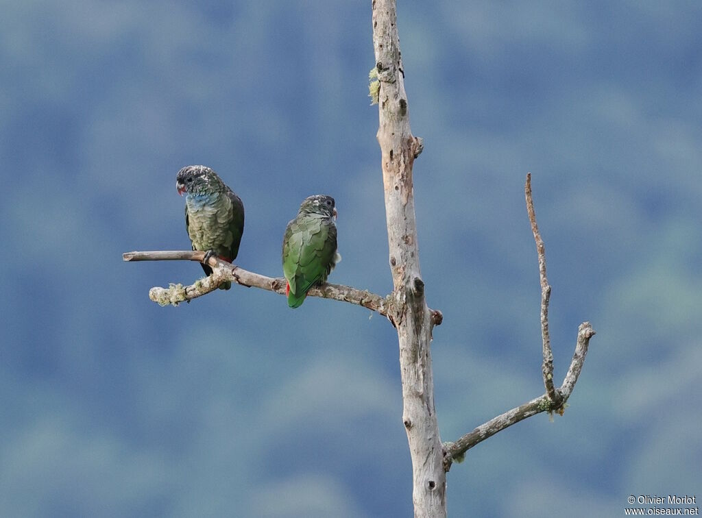 Red-billed Parrot