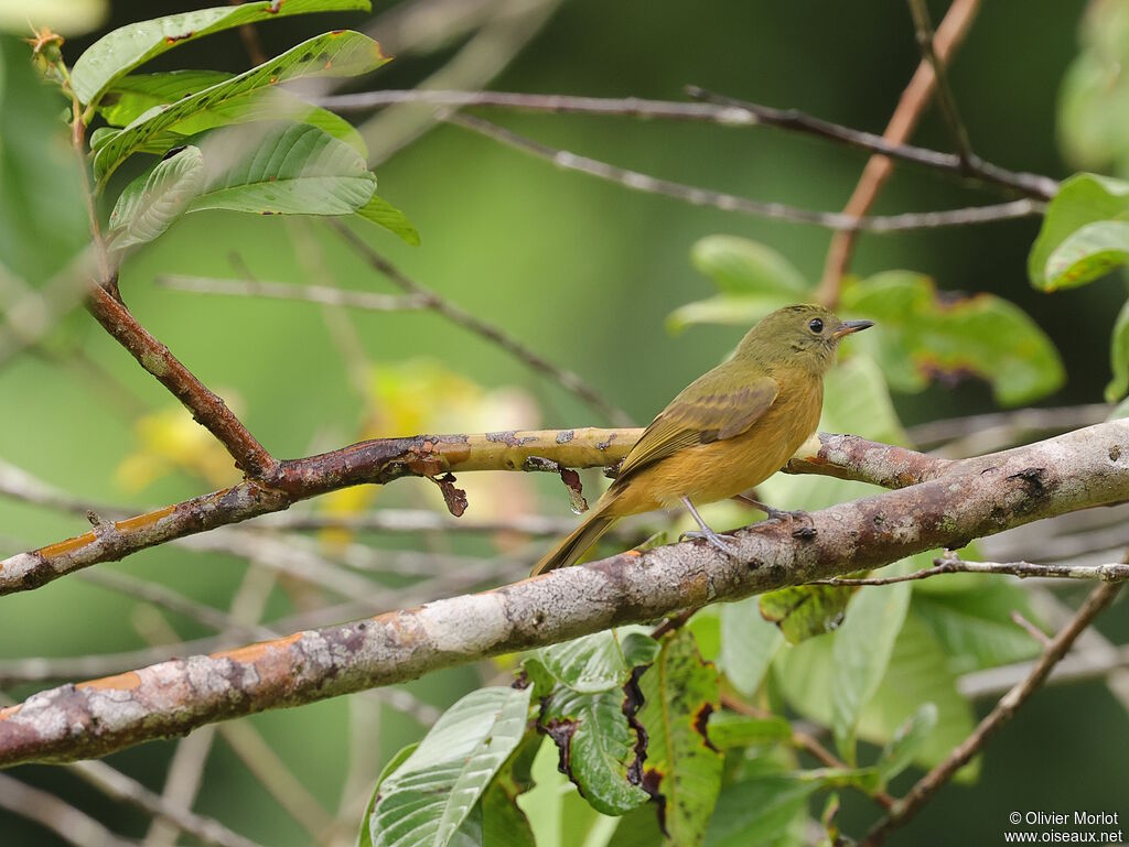 Pipromorphe roussâtre